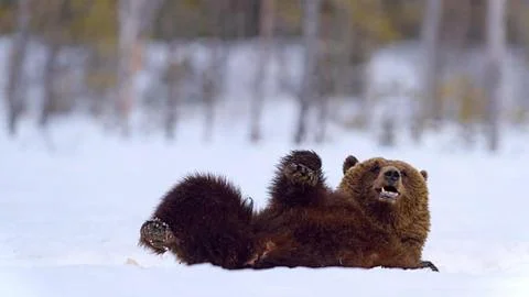 Brown Bear Side View in Cold Winter Wilderness 写真素材
