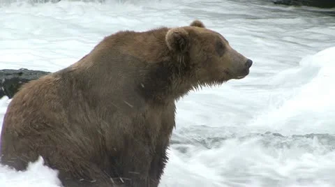 BROWN BEAR SITS Video stock 20435539