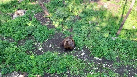 A brown bear sits on its hind legs on a lawn Stock Footage 246962206