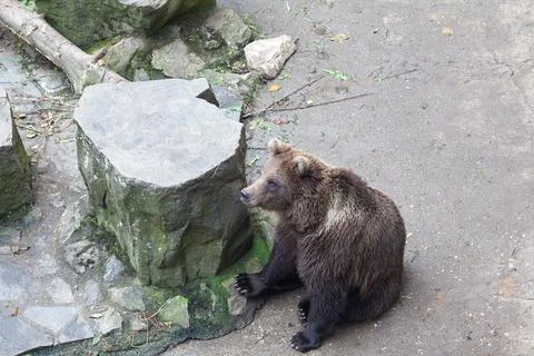 A brown bear sits next to a large grey rock Stock Photos