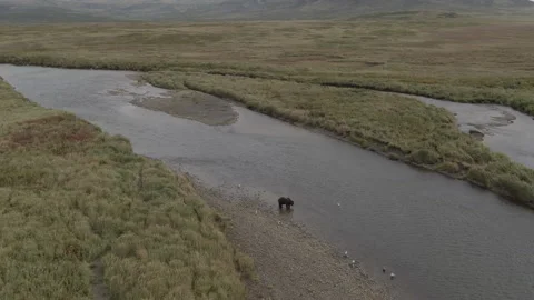 Brown Bear Sits River Catches Salmon Aerial Drone 4K Stock Footage 221606394