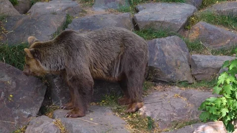 A brown bear sitting around rocks Stock Footage 246550772