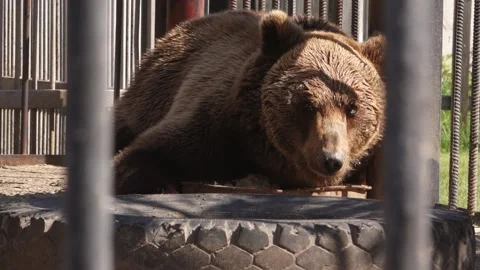 Brown bear sitting in a cage while in the zoo Stock Footage 132782519