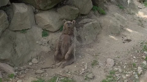 Brown bear sitting face animal mammal captivity enclosure rocks zoo Stock Footage 332649820