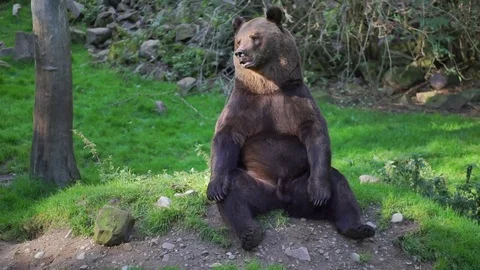 Brown bear sitting Stock Footage 81138223