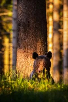 The brown bear sitting into forest 写真素材