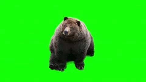 Brown bear sitting on green screen chroma key background Stock Footage 337441058