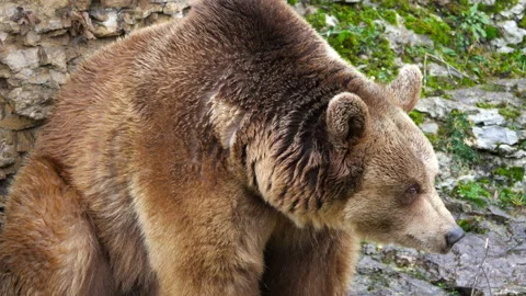 Brown bear sitting in the highlands Video stock 168105978