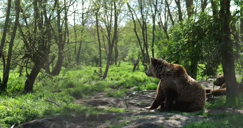 Brown Bear Sitting Peacefully in Spring Forest Stock Footage 307070698