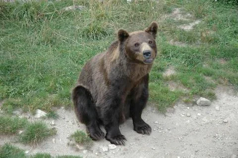 Brown bear sitting Stock Photos