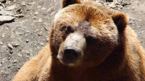 A brown bear sitting on a rock Stock Footage 155355433