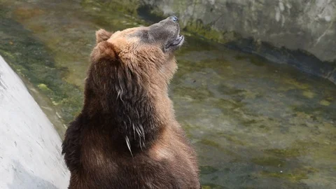 Brown bear sitting by the water Stock Footage 90337515