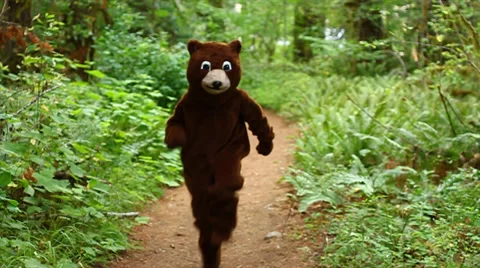 Brown Bear skips down a pathway Stock Footage 37122792