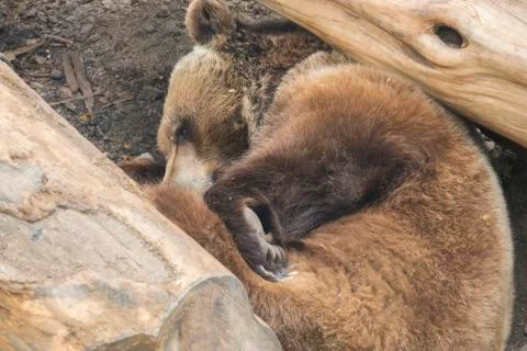 Brown bear sleeping among some trunks Stock Photos