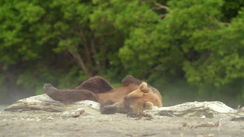 Brown bear sleeping and resting in Kamchatka misty coastline Stockbeeldmateriaal 291624093