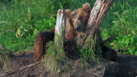 Brown bear sleeping and resting in Kamchatka misty coastline Stock Footage 291624184
