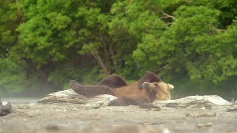 Brown bear sleeping and resting in Kamchatka misty coastline Stock Footage 291624200