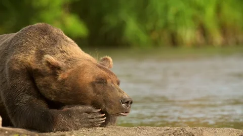 Brown bear sleeping and resting in Kamchatka misty coastline Stockbeeldmateriaal 297533965