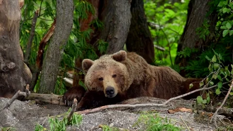 Brown bear sleeping and resting in Kamchatka misty coastline Stock-Footage 297534374