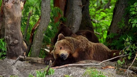 Brown bear sleeping and resting in Kamchatka misty coastline Stock-Footage 297534391