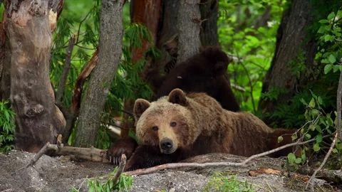 Brown bear sleeping and resting in Kamchatka misty coastline Stock-Footage 297534428