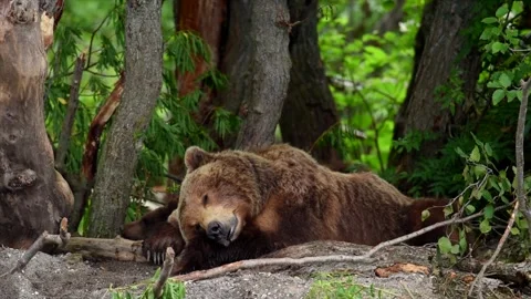Brown bear sleeping and resting in Kamchatka misty coastline Stock-Footage 297534436