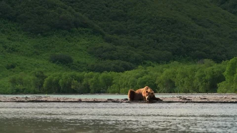 Brown bear sleeping and resting in Kamchatka misty coastline Видео 310896319
