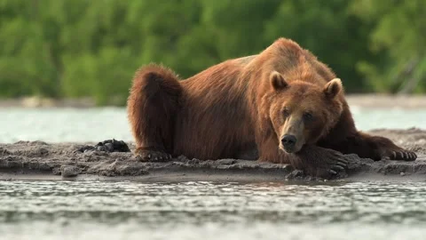 Brown bear sleeping and resting in Kamchatka misty coastline 库存影片 310897049