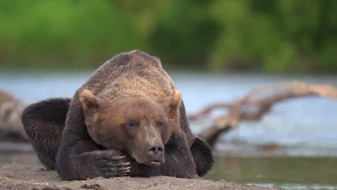Brown bear sleeping and resting in Kamchatka misty coastline 库存影片 310897111
