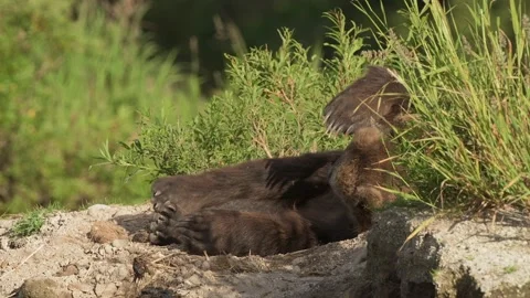 Brown bear sleeping and resting in Kamchatka misty coastline 库存影片 310898188