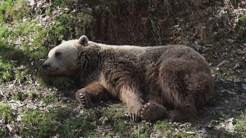 Brown bear sleeping. Bear sleeping on top of a hill in the woods. 動画素材 88239100