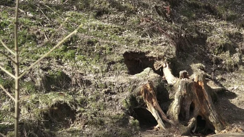 Brown bear sleeping. Bear sleeping on top of a hill in the woods. (ursus arctos) Stock Footage 88761554