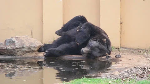 A brown bear sleeping 動画素材 25696999