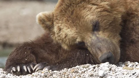 Brown bear sleeping. Stock-Footage 77665431