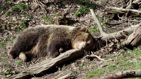 Brown bear sleeping. 動画素材 90167460