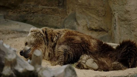 Brown bear sleeping 動画素材 91459376