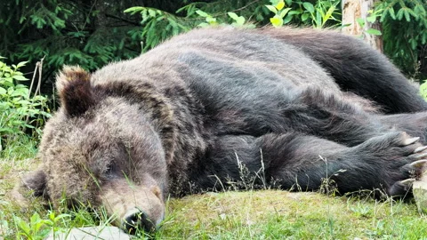 Brown Bear Sleeping in Forest 動画素材 328604991