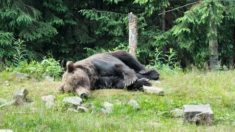 Brown Bear Sleeping in Forest 動画素材 328608477