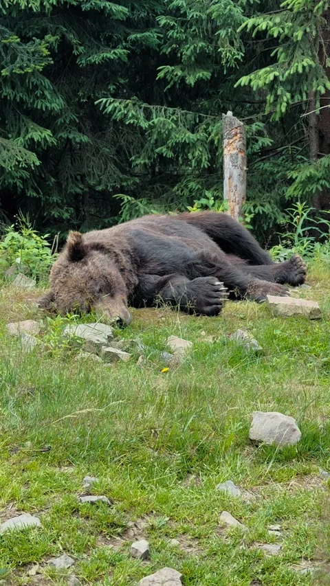 Brown Bear Sleeping in Forest 動画素材 328613541