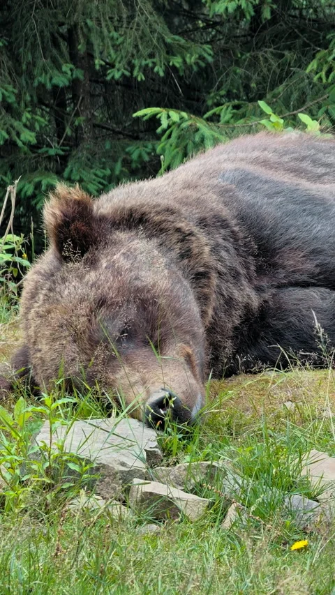 Brown Bear Sleeping in Forest 動画素材 328613654