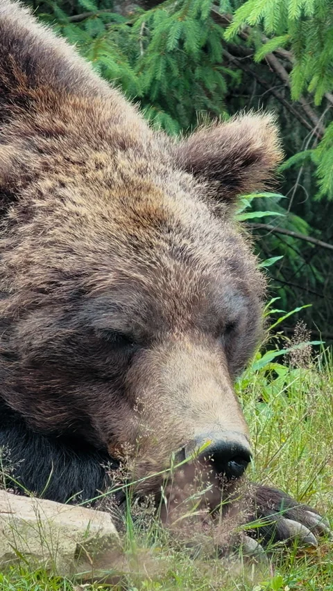 Brown Bear Sleeping in Forest 動画素材 328613797