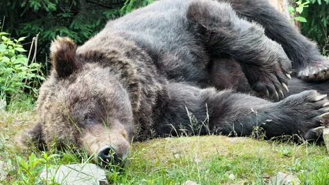 Brown Bear Sleeping in Grass 動画素材 328607644