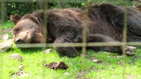 Brown bear sleeping on the green grass at the zoo. 動画素材 158360393