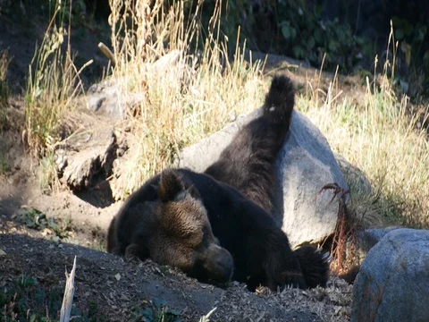 Brown Bear Sleeping With Leg on Rock, in Captivity 動画素材 70033486