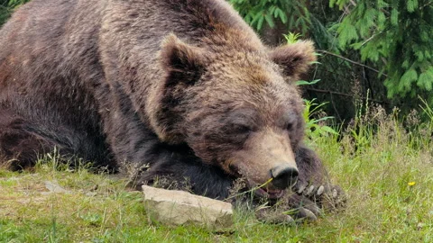 Brown Bear Sleeping in Nature 動画素材 328610844