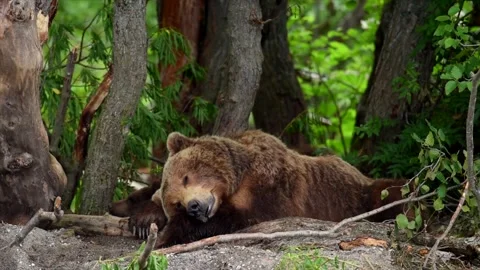 Brown Bear Sleeping Peacefully in Lush Forest 4k Telephoto Lens 库存影片 338257190