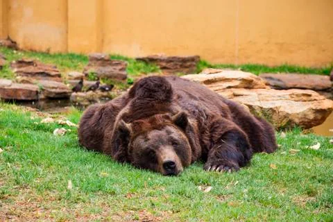 Brown bear sleeping Stock Photos