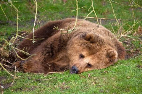 Brown Bear Sleeping Stock Photos