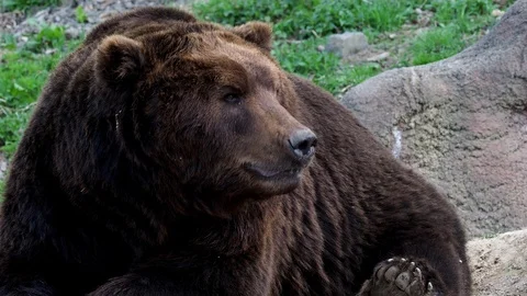 Brown bear sleeping. Portrait of brown bear. 動画素材 88532535