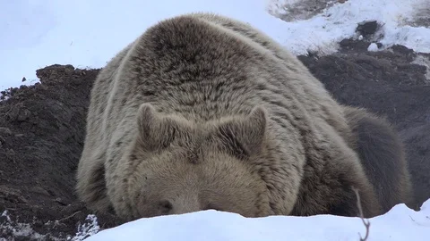 Brown bear sleeping in the snow, lazy cute animal hibernate, wilderness  動画素材 71348834
